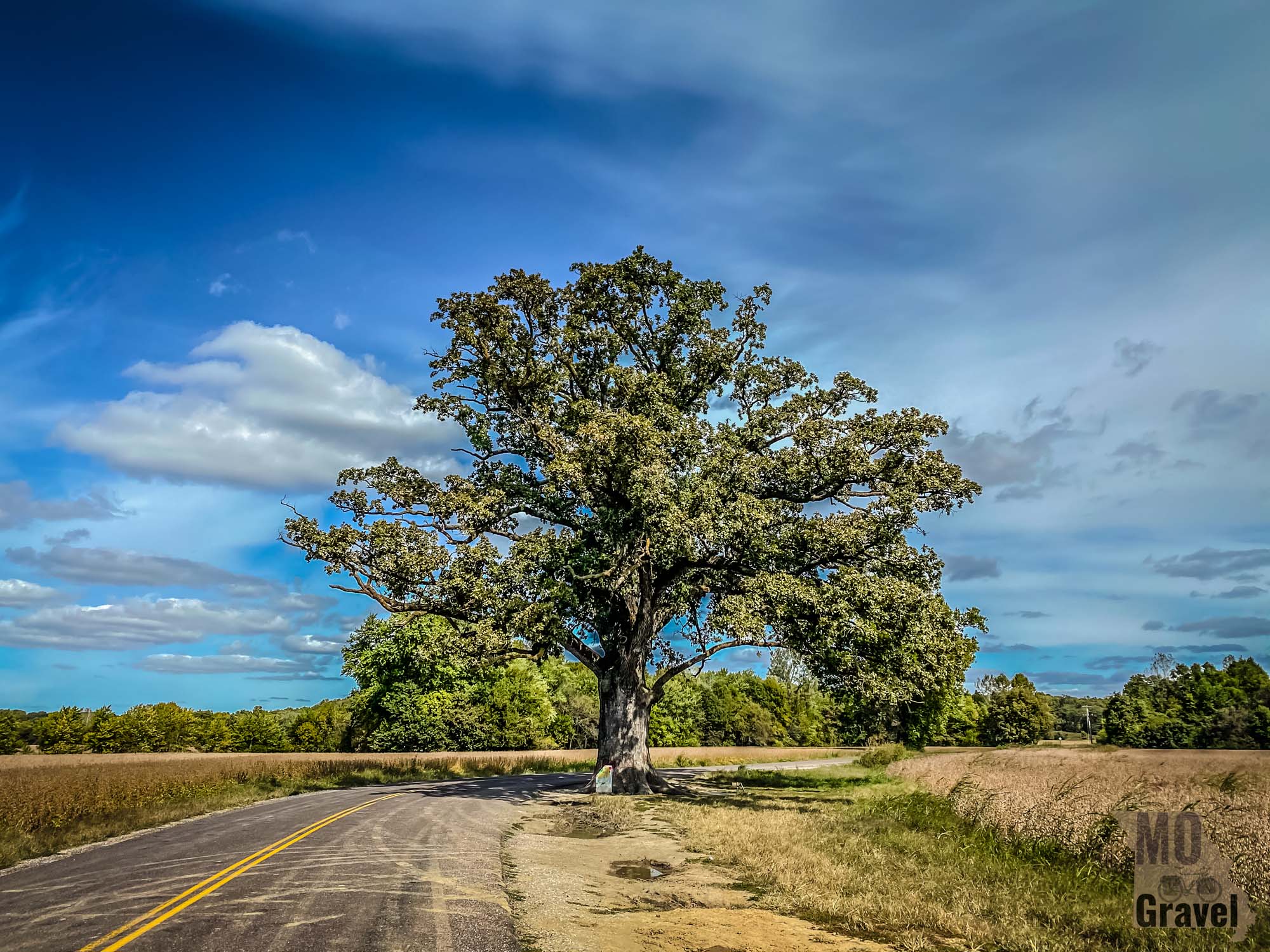 Burr Oak Tree