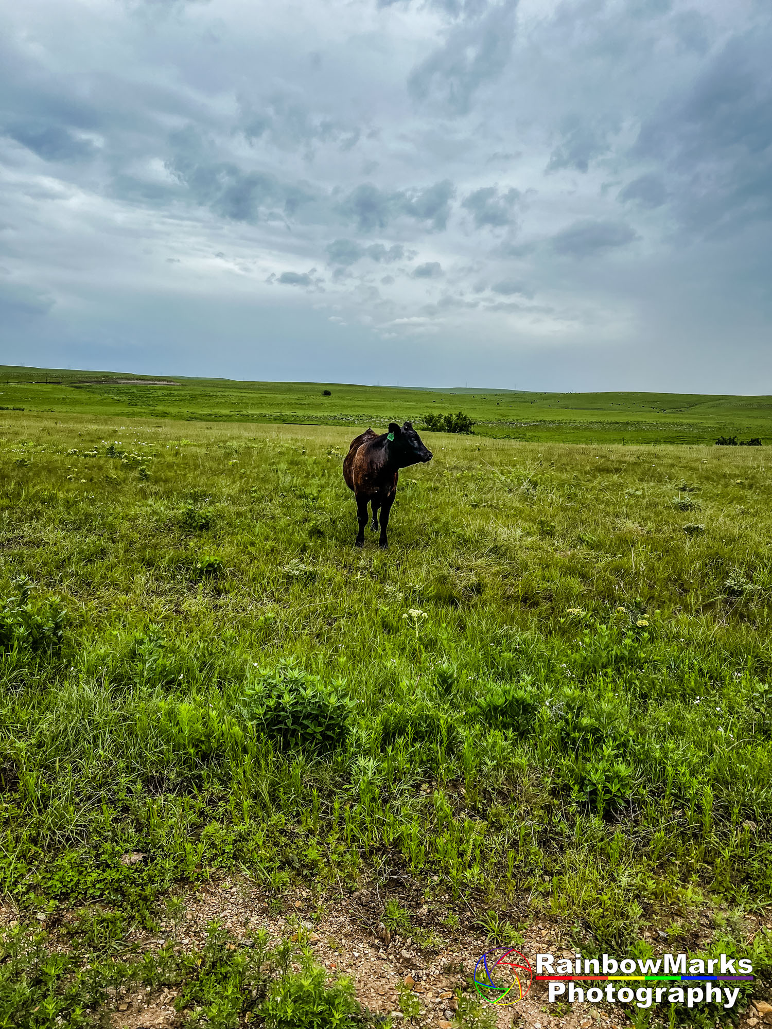 A curious cow 